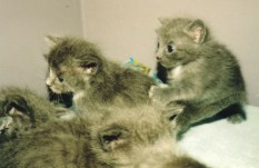 baby-kitts-first-batch-first-battle