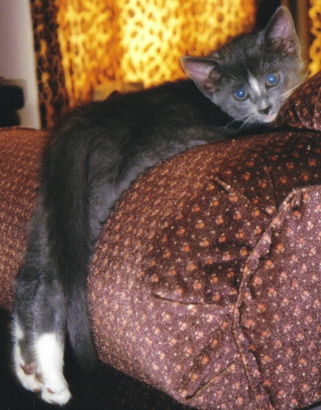 linnell-ridiculegs1-2